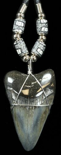 Serrated Polished Megalodon Tooth Necklace #38547